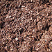 dark chocolate mulch